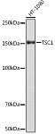 Western blot - TSC1 Rabbit mAb (A5121)