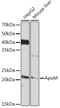 ApoM Rabbit monoclonal antibody