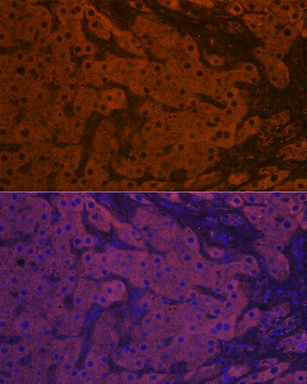 ApoM Rabbit monoclonal antibody