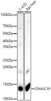DNAJC19 Rabbit polyclonal antibody