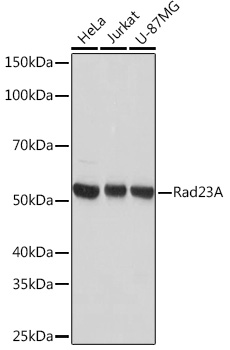 Rad23A Rabbit monoclonal antibody