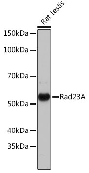 Rad23A Rabbit monoclonal antibody