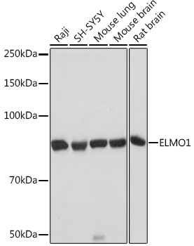 ELMO1 Rabbit monoclonal antibody