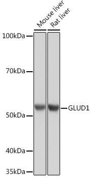 GLUD1 Rabbit monoclonal antibody