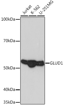 GLUD1 Rabbit monoclonal antibody