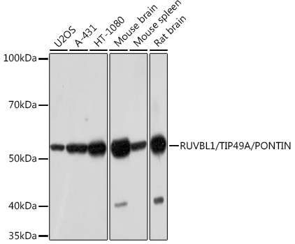 RUVBL1/TIP49A/PONTIN Rabbit monoclonal antibody