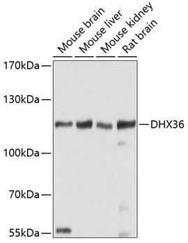 DHX36 Rabbit polyclonal antibody