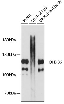 DHX36 Rabbit polyclonal antibody