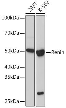 Renin Rabbit mAb