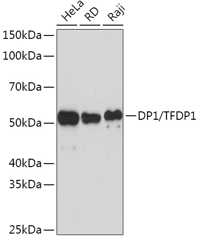 DP1/TFDP1 Rabbit monoclonal antibody