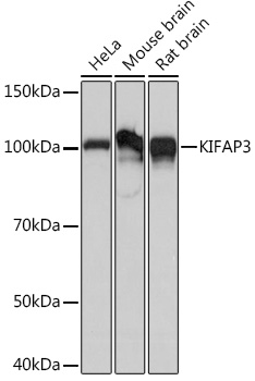 KIFAP3 Rabbit monoclonal antibody