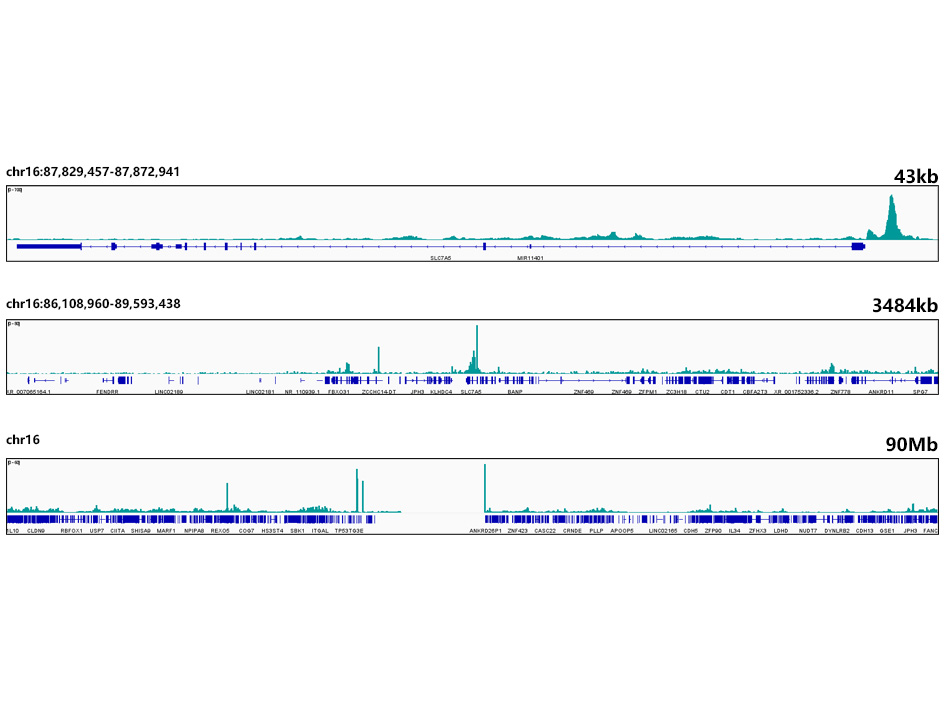 TEAD1 Rabbit monoclonal antibody