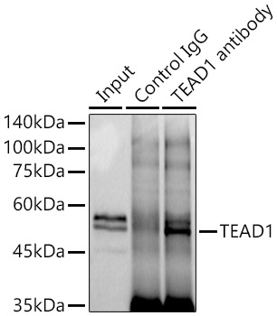TEAD1 Rabbit monoclonal antibody