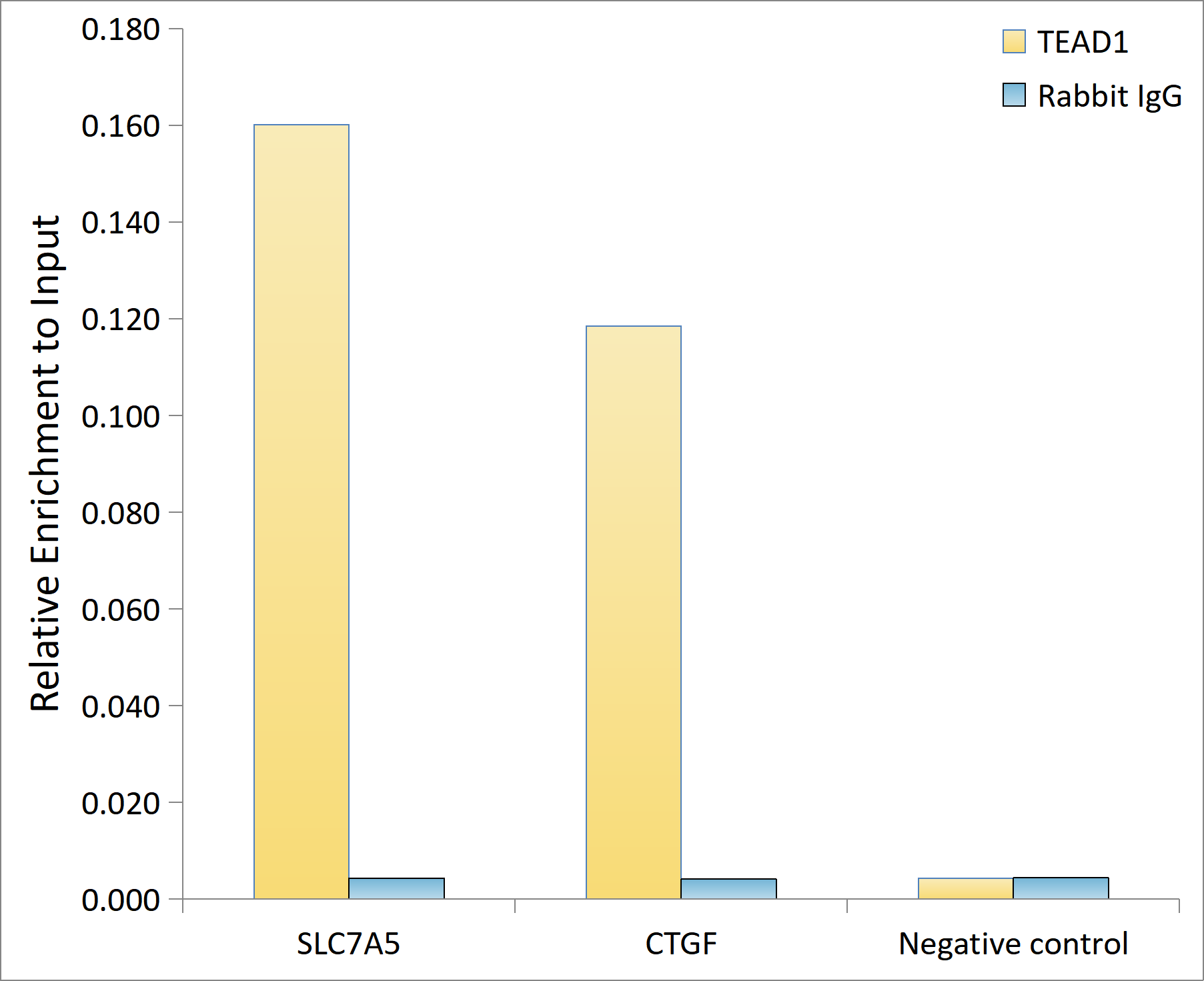 TEAD1 Rabbit monoclonal antibody