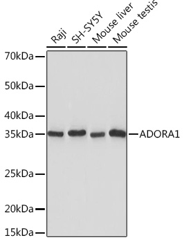 ADORA1 Rabbit monoclonal antibody