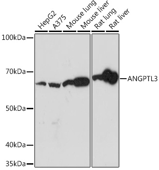 ANGPTL3 Rabbit monoclonal antibody