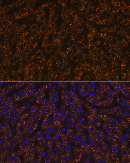 ANGPTL3 Rabbit monoclonal antibody