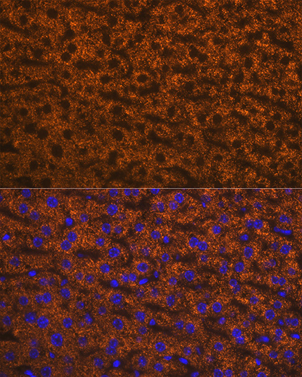 ANGPTL3 Rabbit monoclonal antibody