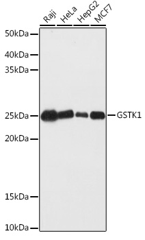 GSTK1 Rabbit polyclonal antibody
