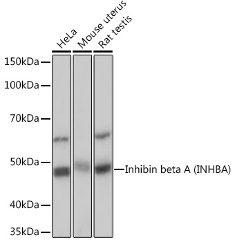Inhibin beta A (INHBA) Rabbit monoclonal antibody