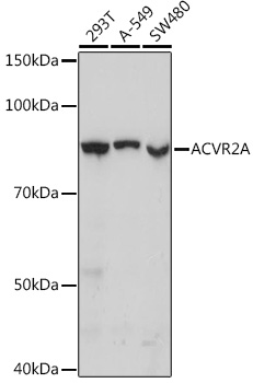 [KO Validated] ACVR2A Rabbit monoclonal antibody