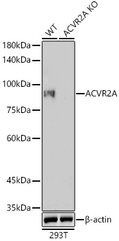 [KO Validated] ACVR2A Rabbit monoclonal antibody