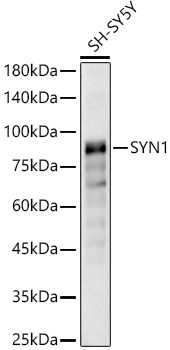 SYN1 Rabbit polyclonal antibody