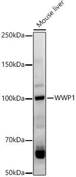 WWP1 Rabbit polyclonal antibody