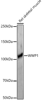 WWP1 Rabbit polyclonal antibody