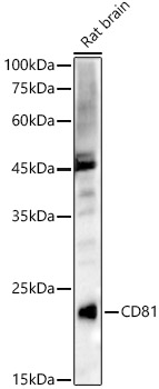 CD81 Rabbit polyclonal antibody