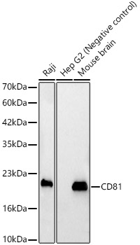 CD81 Rabbit polyclonal antibody