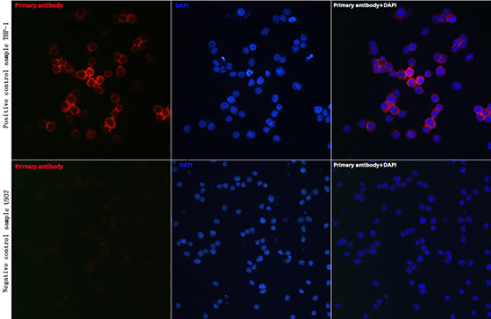 CD81 Rabbit polyclonal antibody