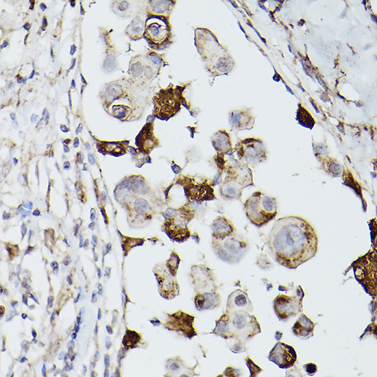 CD63 Rabbit polyclonal antibody