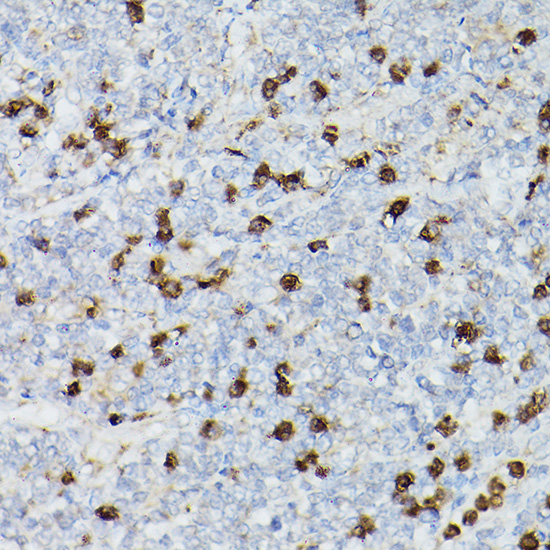CD63 Rabbit polyclonal antibody