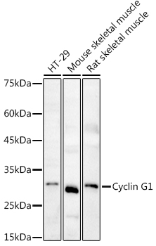 Cyclin G1 Rabbit polyclonal antibody
