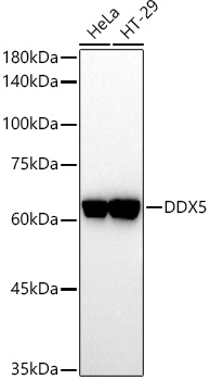 DDX5 Rabbit polyclonal antibody