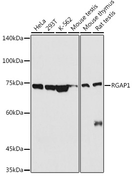 RGAP1 Rabbit polyclonal antibody