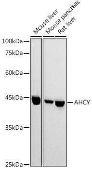 AHCY Rabbit polyclonal antibody