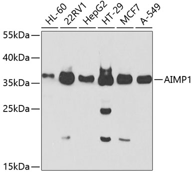 AIMP1 Rabbit polyclonal antibody