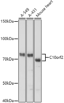 C10orf2 Rabbit polyclonal antibody