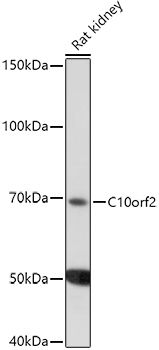 C10orf2 Rabbit polyclonal antibody