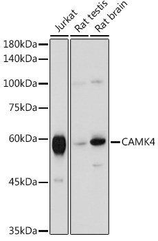 CAMK4 Rabbit polyclonal antibody