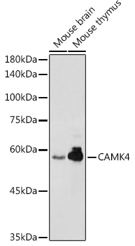 CAMK4 Rabbit polyclonal antibody