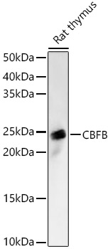 CBFB Rabbit polyclonal antibody