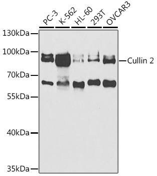 Cullin 2 Rabbit polyclonal antibody