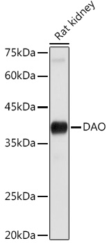 DAO Rabbit polyclonal antibody