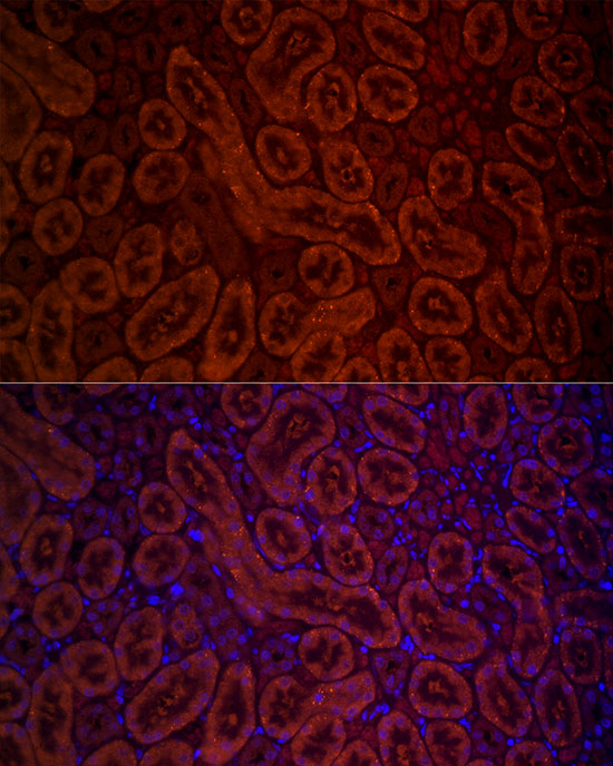 DAO Rabbit polyclonal antibody