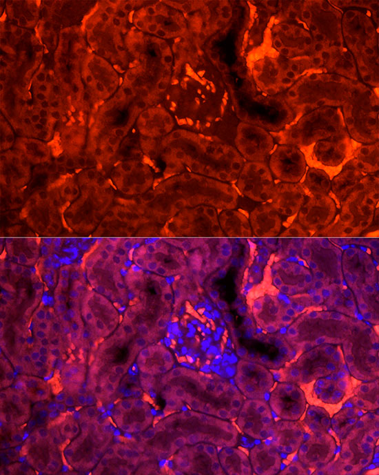 FABP3 Rabbit polyclonal antibody