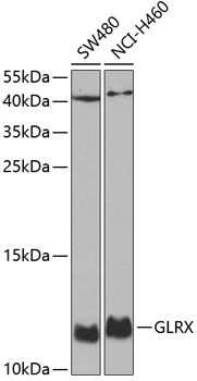 GLRX Rabbit polyclonal antibody