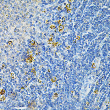 GLRX Rabbit polyclonal antibody